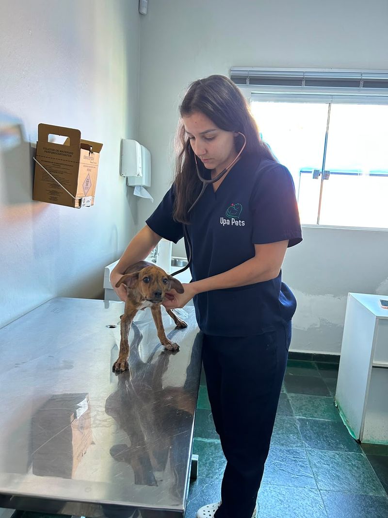 Veterinária da Upa Pets auscultando um filhote de cachorro com estetoscópio